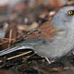 Yellow-eyed Junco